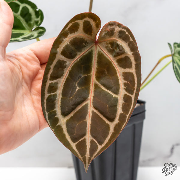 Anthurium Thor's Lightning '51' x Crystal Red '12' by DocBlock® (wk50-R)