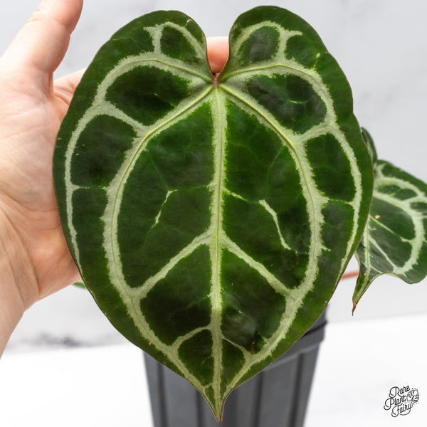 Anthurium Thor's Lightning '51' x Crystal Red '12' by DocBlock® (wk50-R)