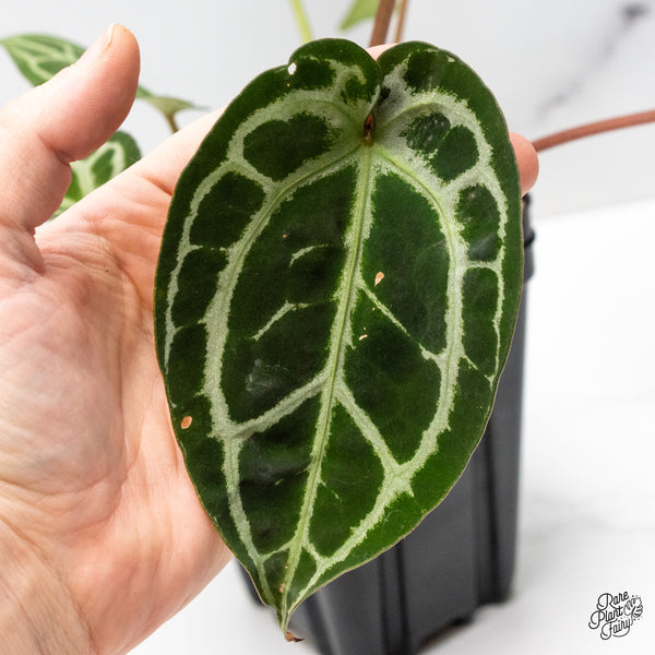 Anthurium Thor's Lightning '51' x Crystal Red '12' by DocBlock® (wk50-R)