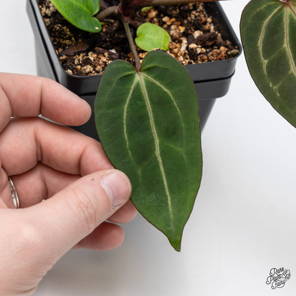 Anthurium Home, Sweet Home '32' x Dark & Handsome '9' by DocBlock® (wk47-A)