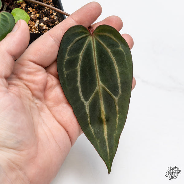 Anthurium Home, Sweet Home '32' x Dark & Handsome '9' by DocBlock® (wk47-A)