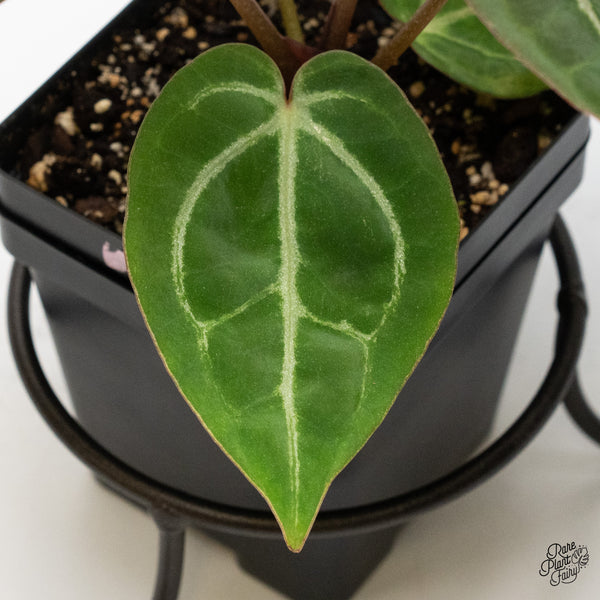 Anthurium Home, Sweet Home '32' x Dark & Handsome '9' by DocBlock® (wk48-E)