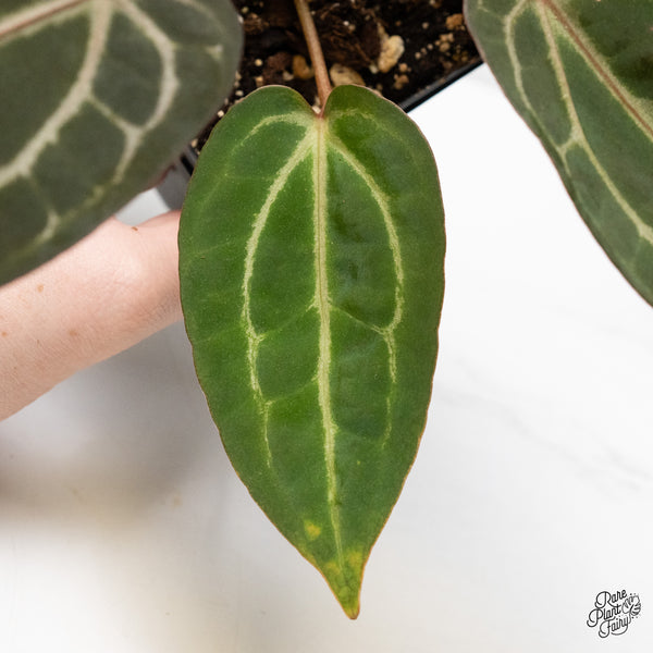 Anthurium Home, Sweet Home '32' x Dark & Handsome '9' by DocBlock® (wk48-W)