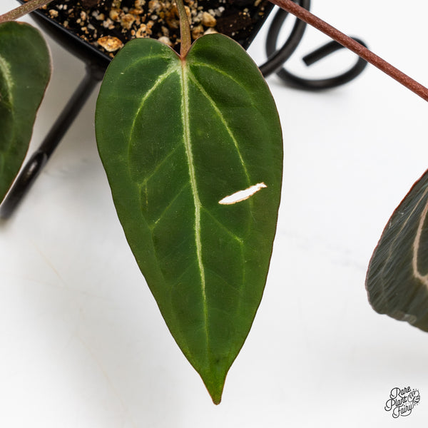 Anthurium Home, Sweet Home '32' x Dark & Handsome '9' by DocBlock® (wk49-M)