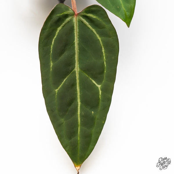 Anthurium Home, Sweet Home '32' x Dark & Handsome '9' by DocBlock® (wk49-M)