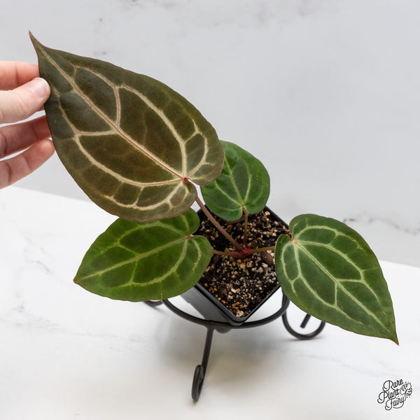 Anthurium Home, Sweet Home '32' x Dark & Handsome '9' by DocBlock® (wk50-O)