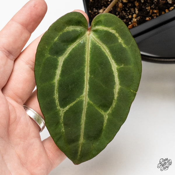 Anthurium Home, Sweet Home '32' x Dark & Handsome '9' by DocBlock® (wk50-O)