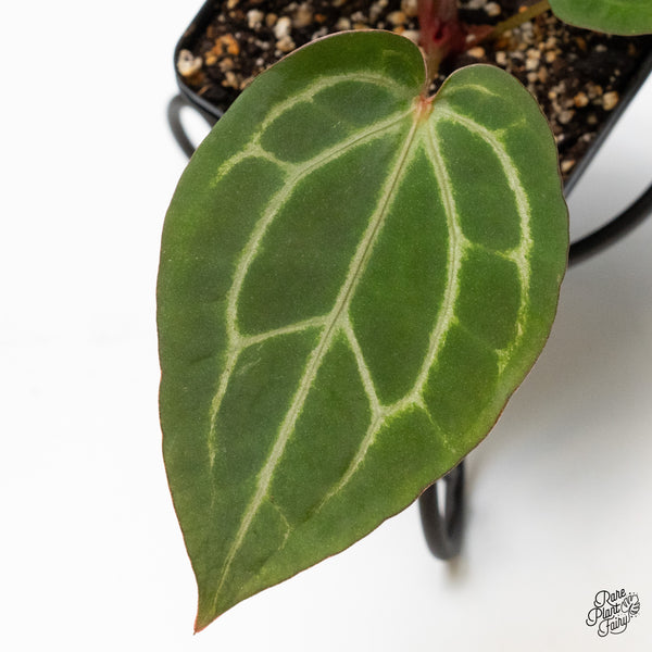 Anthurium Home, Sweet Home '32' x Dark & Handsome '9' by DocBlock® (wk50-O)