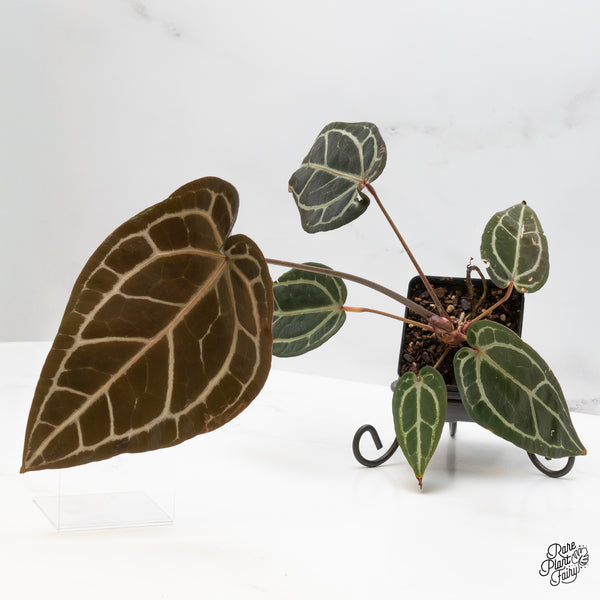 Anthurium Home, Sweet Home '32' x Red Velvet Cake '24' by DocBlock® (wk49-I)