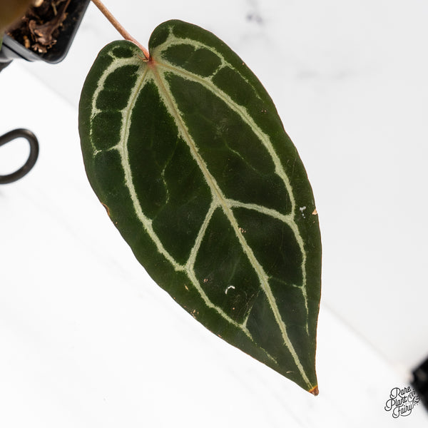 Anthurium Home, Sweet Home '32' x Red Velvet Cake '24' by DocBlock® (wk49-I)