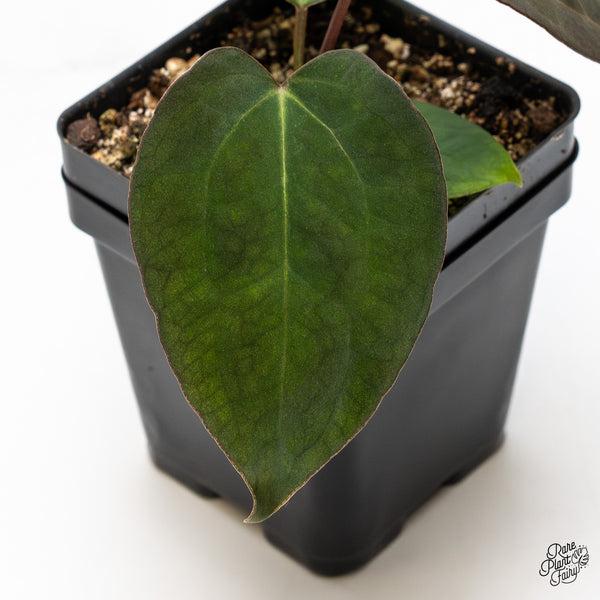 Anthurium Lynette '18' x Dark & Handsome '9' by DocBlock® (wk46-J)