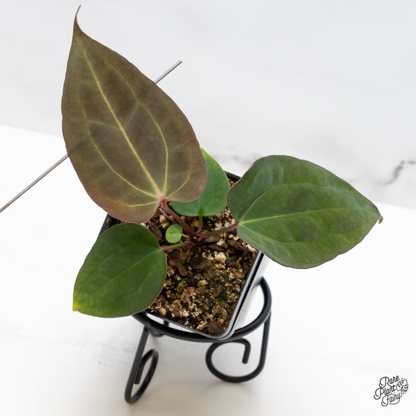 Anthurium Lynette '18' x Dark & Handsome '9' by DocBlock® (wk46-J)