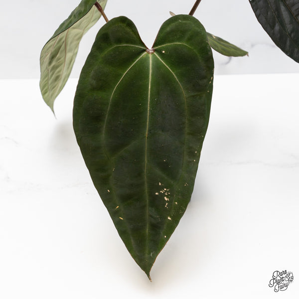 Anthurium Lynette '18' x Dark & Handsome '9' by DocBlock® (wk50-H)