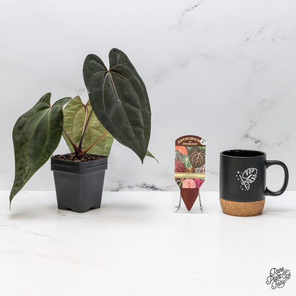 Anthurium Lynette '18' x Dark & Handsome '9' by DocBlock® (wk50-H)