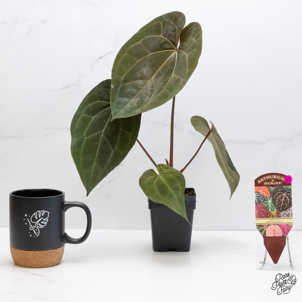 Anthurium Lynette '18' x Dark & Handsome '9' by DocBlock® (wk6-D)