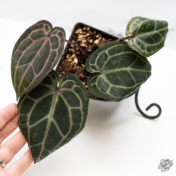 Anthurium Michelle '10' x Minerva '20' by DocBlock® (wk49-N)