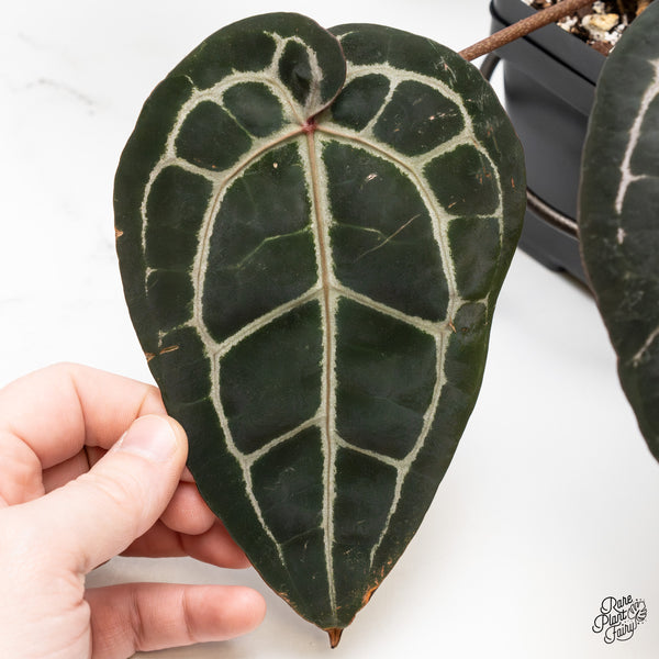 Anthurium Michelle '10' x Minerva '20' by DocBlock® (wk49-T)