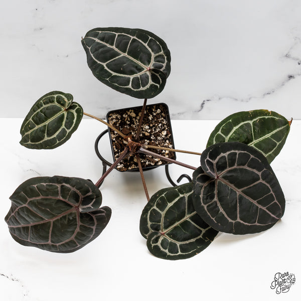 Anthurium Michelle '10' x Minerva '20' by DocBlock® (wk49-T)