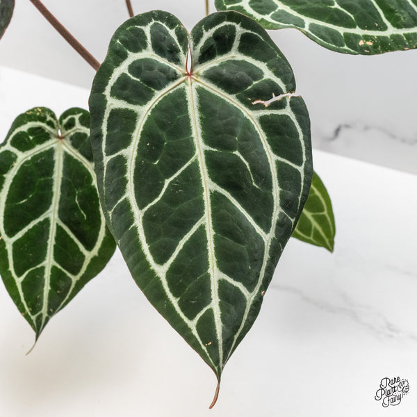 Anthurium Michelle '1' x Purple Rain '27' by DocBlock® (wk46-U)