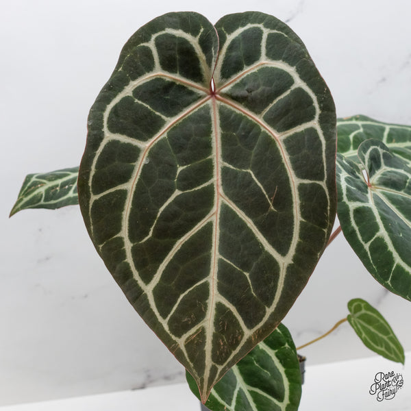 Anthurium Michelle '1' x Purple Rain '27' by DocBlock® (wk46-U)