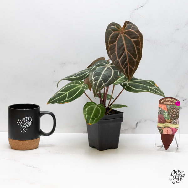 Anthurium Michelle '1' x Purple Rain '27' by DocBlock® (wk48-U)