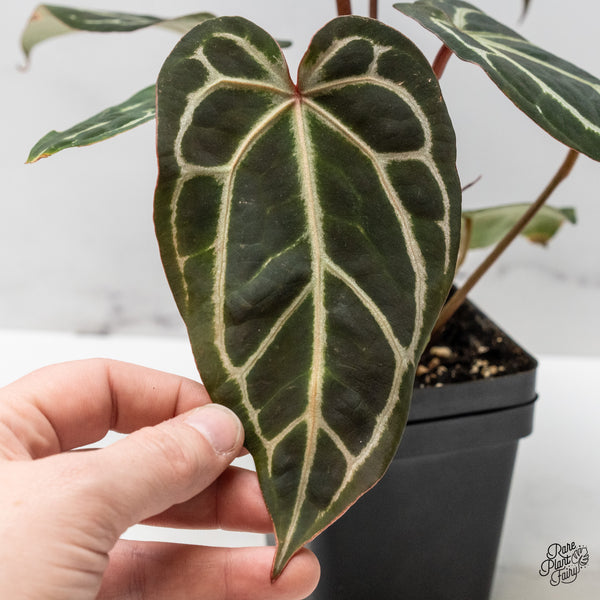 Anthurium Michelle '1' x Purple Rain '27' by DocBlock® (wk48-U)