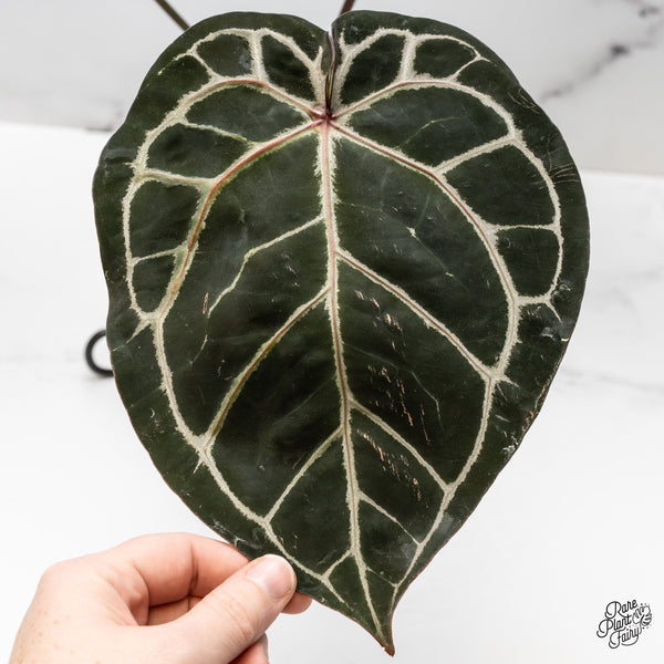 Anthurium Orange '26' x DocBlock Crystal Red '12' by DocBlock® (wk50-L)