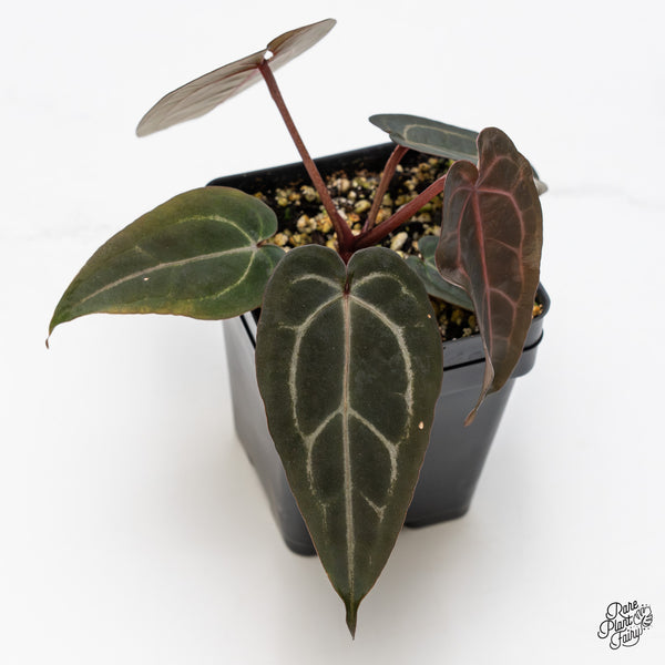 Anthurium Purple Rain '27' x Red Velvet Cake '24' by DocBlock® (wk46-E)