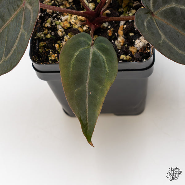 Anthurium Purple Rain '27' x Red Velvet Cake '24' by DocBlock® (wk46-E)