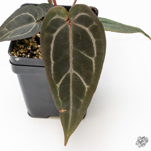 Anthurium Purple Rain '27' x Red Velvet Cake '24' by DocBlock® (wk46-E)