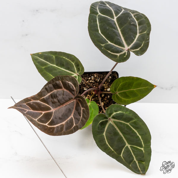 Anthurium Purple Rain '27' x Red Velvet Cake '24' by DocBlock® (wk47-N)