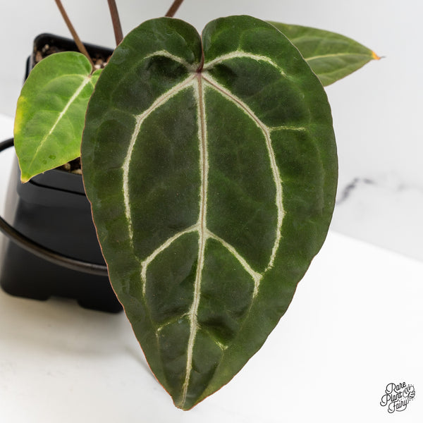 Anthurium Purple Rain '27' x Red Velvet Cake '24' by DocBlock® (wk47-N)