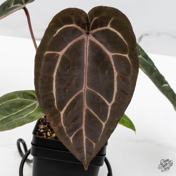 Anthurium Purple Rain '27' x Red Velvet Cake '24' by DocBlock® (wk47-N)