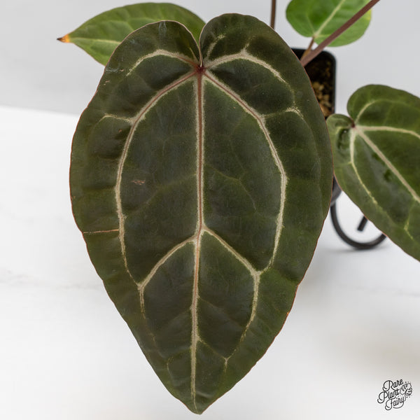 Anthurium Purple Rain '27' x Red Velvet Cake '24' by DocBlock® (wk47-N)