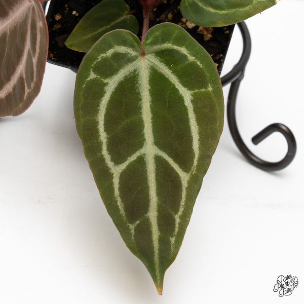 Anthurium Purple Rain '27' x Red Velvet Cake '24' by DocBlock® (wk47-P)