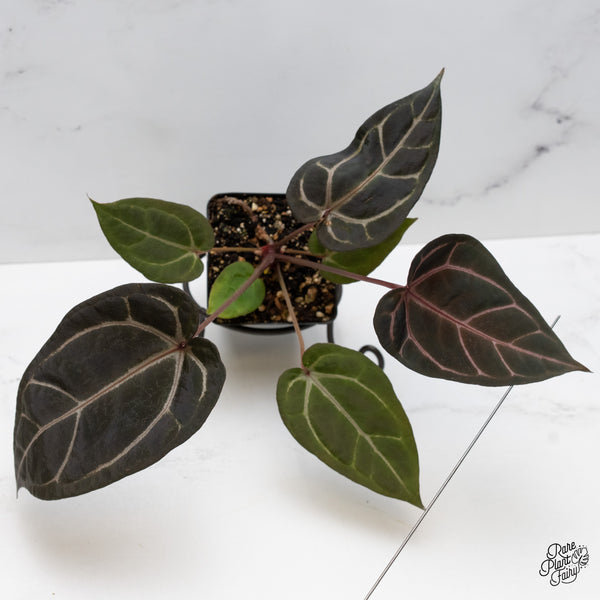 Anthurium Purple Rain '27' x Red Velvet Cake '24' by DocBlock® (wk48-J)