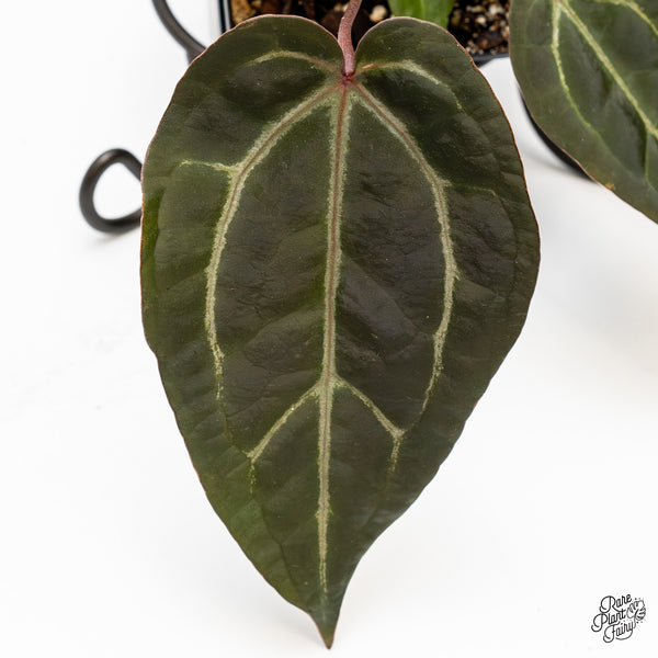 Anthurium Purple Rain '27' x Red Velvet Cake '24' by DocBlock® (wk49-K)