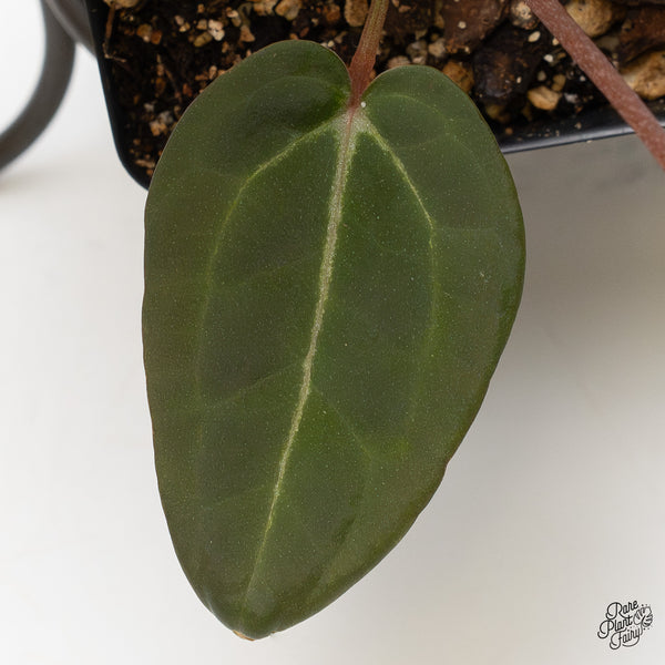 Anthurium Purple Rain '27' x Red Velvet Cake '24' by DocBlock® (wk49-K)