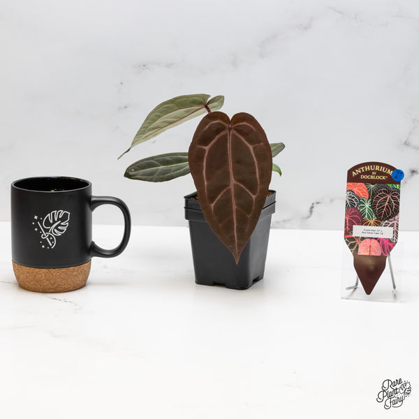 Anthurium Purple Rain '27' x Red Velvet Cake '24' by DocBlock® (wk49-K)