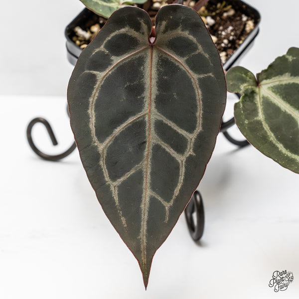 Anthurium Purple Rain '27' x Red Velvet Cake '24' by DocBlock® (wk50-G)