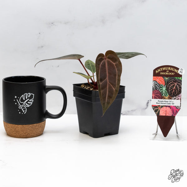 Anthurium Purple Rain '27' x Red Velvet Cake '24' by DocBlock® (wk50-M)