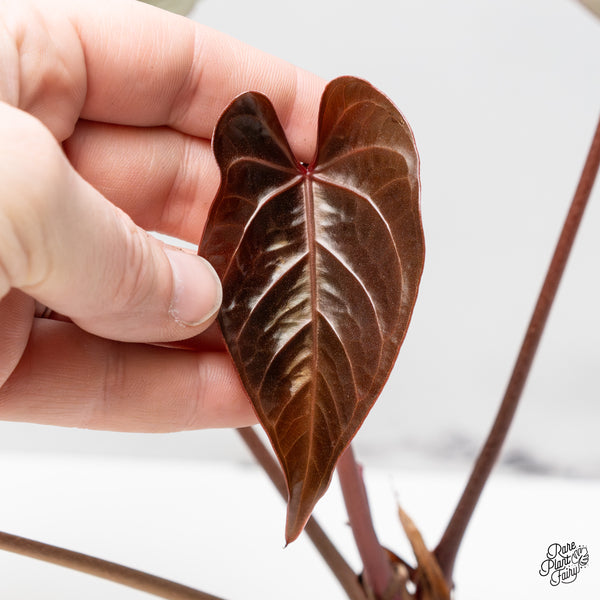 Anthurium Red Velvet Cake '24' x Dark & Handsome '9' by DocBlock® (wk48-X)