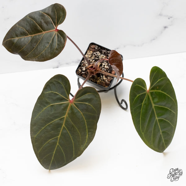 Anthurium Red Velvet Cake '24' x Dark & Handsome '9' by DocBlock® (wk48-X)