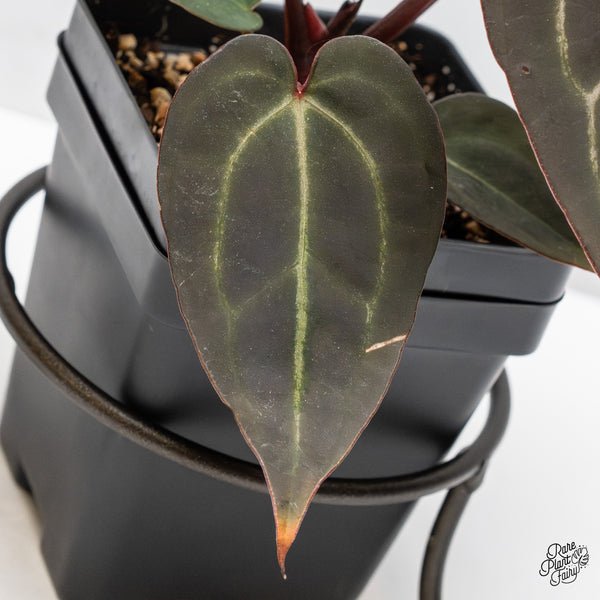 Anthurium Red Velvet Cake '24' x Zara '29' by DocBlock® (wk47-Q)