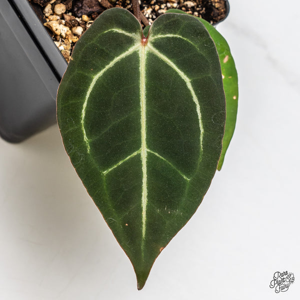 Anthurium Red Velvet Cake '24' x Zara '29' by DocBlock® (wk47-Y)