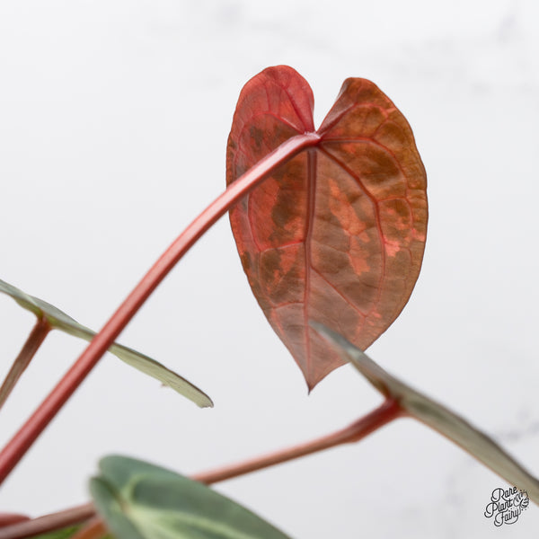 Anthurium Red Velvet Cake '24' x Zara '29' by DocBlock® Variegated (wk48-UL)
