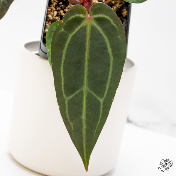 Anthurium Red Velvet Cake '24' x Zara '29' by DocBlock® Variegated (wk48-UL)
