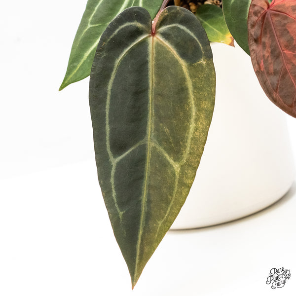 Anthurium Red Velvet Cake '24' x Zara '29' by DocBlock® Variegated (wk48-UL)