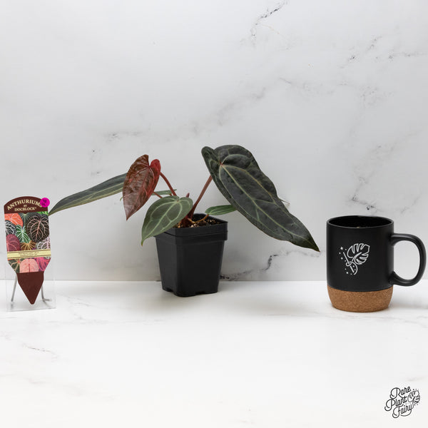 Anthurium Red Velvet Cake '24' x Zara '29' by DocBlock® Variegated (wk48-UL)