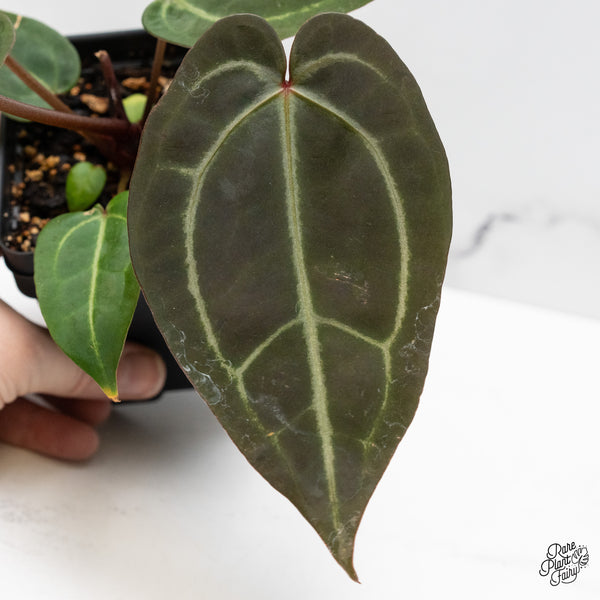 Anthurium Red Velvet Cake '24' x Zara '29' by DocBlock® (wk48-Y)